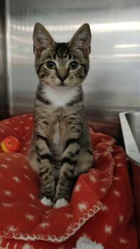 JJ -  Domestic Short Hair Cat for Adoption in Bellmawr, New Jersey - JJ | PetCurious