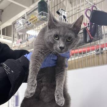 Domestic Short Hair Cats Available for Adoption in New York, New York - Mister | PetCurious