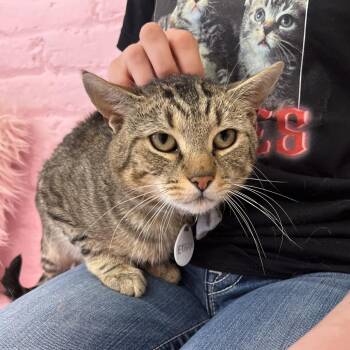 Ethan -  Domestic Short Hair Cat for Adoption in Fairfax Station, Virginia - Ethan | PetCurious