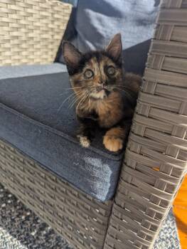 Rescue Domestic Short Hair Cats for Adoption in Hartsville, South Carolina - Butternut | PetCurious