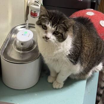 Smokey -  Domestic Short Hair Cat for Adoption in Lakesite, Tennessee - Smokey | PetCurious