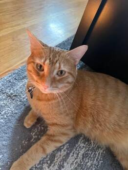Ollie and Sasha -  Domestic Short Hair Cat for Adoption in Louisville, Kentucky - Ollie And Sasha | PetCurious