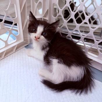 Jimmy -  Domestic Medium Hair Cat for Adoption in Long Beach, California - Jimmy | PetCurious