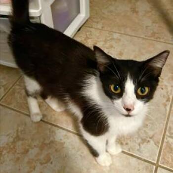 Sasha -  Domestic Short Hair Cat Available for Adoption in Boston, Massachusetts - Sasha | PetCurious