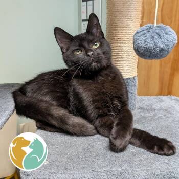 Snot Rocket -  Domestic Short Hair Cat for Adoption in Toledo, Ohio - Snot Rocket | PetCurious