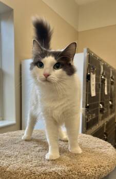 Angel -  Domestic Medium Hair Cat for Adoption in Arlington, Vermont - Angel | PetCurious