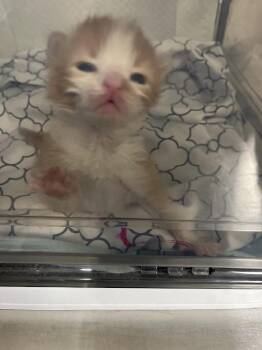 MAKO -  Domestic Short Hair Cat for Adoption in Las Vegas, Nevada - MAKO | PetCurious