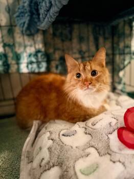 Layla -  Domestic Medium Hair Cat for Adoption in Treasure Island, Florida - Layla | PetCurious