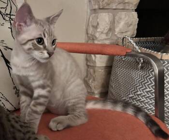 Curly -  Siamese and American Shorthair Cat for Adoption in Austin, Texas - Curly | PetCurious