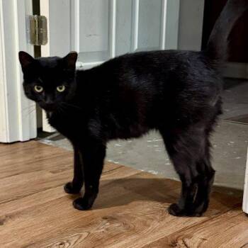 Anchor -  Domestic Short Hair Cat for Adoption in Knoxville, Tennessee - Anchor | PetCurious