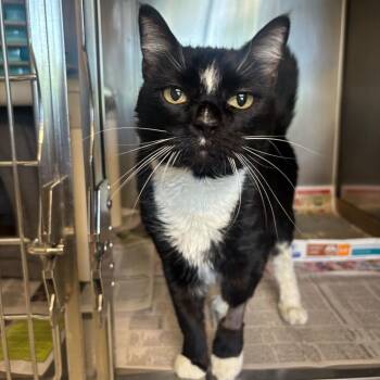 Bella -  Domestic Short Hair Cat for Adoption in Manchester, New Hampshire - Bella | PetCurious