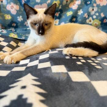 Cash -  Siamese Cat for Adoption in Beach Park, Illinois - Cash | PetCurious