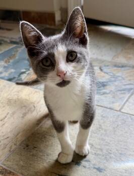 Melvin -  Domestic Short Hair Cat for Adoption in East Hanover, New Jersey - Melvin | PetCurious