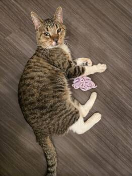 Domestic Short Hair and Tabby Cats Available for Adoption in Chandler, Arizona - Bootsie Cedar | PetCurious