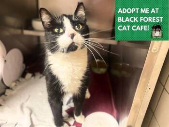 SAMSON -  Domestic Short Hair Cat for Adoption in Fort Wayne, Indiana - SAMSON | PetCurious
