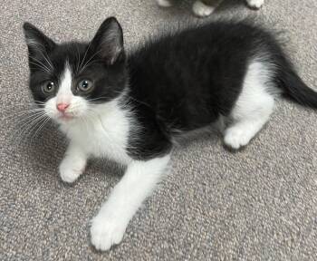 Paco -  Domestic Short Hair Cat for Adoption in Sterling Heights, Michigan - Paco | PetCurious
