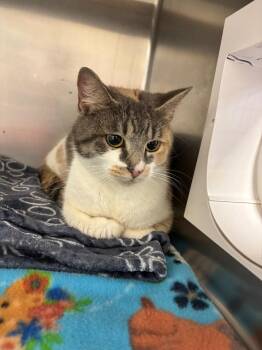 Nestle -  Calico Cat for Adoption in Liverpool, New York - Nestle | PetCurious