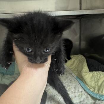 Guacamole -  American Shorthair Cat for Adoption in Blue Ridge, Georgia - Guacamole | PetCurious