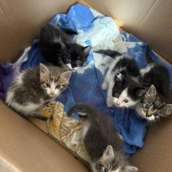 Monica -  Domestic Medium Hair Cat for Adoption in Vienna, Ontario - Monica | PetCurious