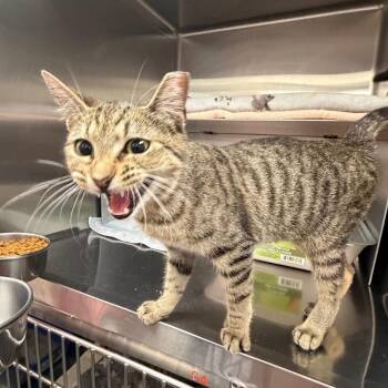 Domestic Short Hair Cats Available for Adoption in Buffalo, New York - Belinda | PetCurious