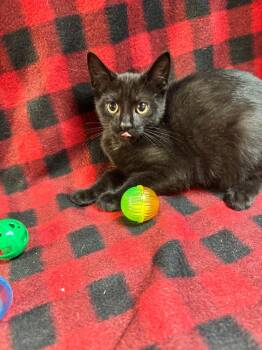 Dasani -  Domestic Short Hair Cat for Adoption in Shelbyville, Tennessee - Dasani | PetCurious
