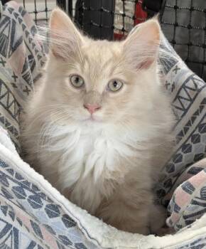 Robin -  Domestic Long Hair and Domestic Medium Hair Cat for Adoption in Rootstown, Ohio - Robin | PetCurious