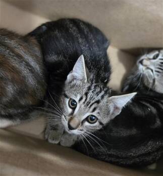 ENCHILADA -  Domestic Short Hair Cat for Adoption in Dallas, Texas - ENCHILADA | PetCurious