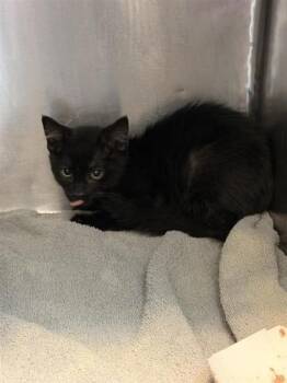 61230738 -  Domestic Short Hair Cat for Adoption in El Paso, Texas - 61230738 | PetCurious