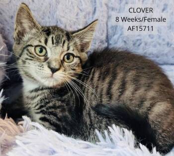 Clover -  Domestic Short Hair Cat for Adoption - Clover | PetCurious