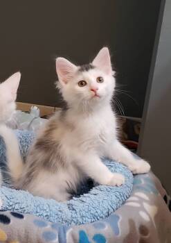 Rescue Turkish Van and Domestic Long Hair Cats for Adoption in Cincinnati, Ohio - Paige | PetCurious