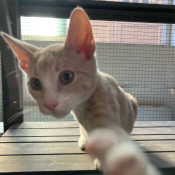 Rescue Domestic Short Hair Cats for Adoption in Los Angeles, California - Oceanside | PetCurious