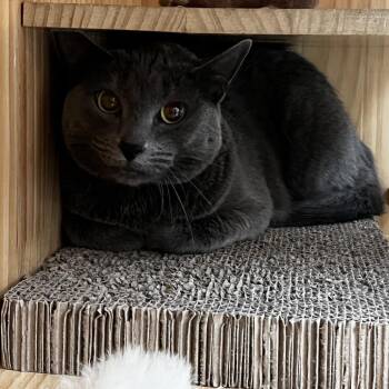 Bandit -  Domestic Short Hair Cat for Adoption in Yucca Valley, California - Bandit | PetCurious