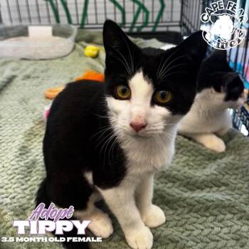 Tippy -  Domestic Short Hair Cat for Adoption in Wilmington, North Carolina - Tippy | PetCurious