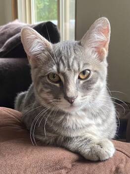 Hershey -  Tabby Cat for Adoption in Springfield, Oregon - Hershey | PetCurious