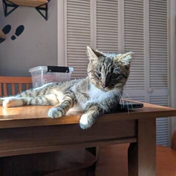 Tilly (One eye) -  Domestic Short Hair Cat for Adoption in Reisterstown, Maryland - Tilly (One Eye) | PetCurious