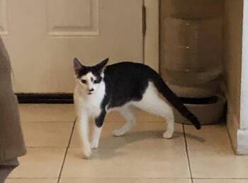 Domestic Short Hair Cats Available for Adoption in Oviedo, Florida - Jack Jack | PetCurious