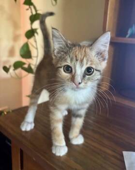 Rescue Domestic Short Hair Cats for Adoption in Minneapolis, Minnesota - Sienna | PetCurious