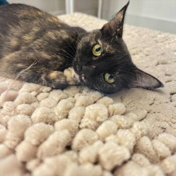 Ariana Madix -  Domestic Short Hair Cat for Adoption in Dallas, Texas - Ariana Madix | PetCurious