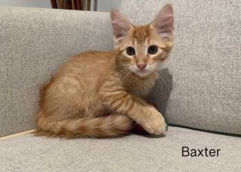 Baxter -  Domestic Short Hair Cat for Adoption in San Antonio, Texas - Baxter | PetCurious