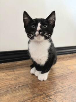 Tuxedo Cats Available for Adoption in Albuquerque, New Mexico - Dust Bunny | PetCurious