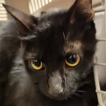 Great White Shark -  Domestic Short Hair Cat for Adoption in Tempe, Arizona - Great White Shark | PetCurious