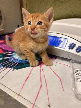 KOBE -  Domestic Short Hair Cat for Adoption in Riverside, California - KOBE | PetCurious