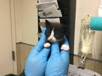 A1936835 -  Domestic Short Hair Cat for Adoption in Riverside, California - A1936835 | PetCurious