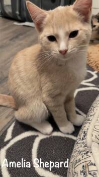 Domestic Short Hair Cats Available for Adoption in West Mifflin, Pennsylvania - Amelia Shepard | PetCurious