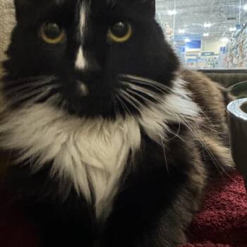 Domestic Medium Hair Cats Available for Adoption in Phoenix, Arizona - Paris | PetCurious