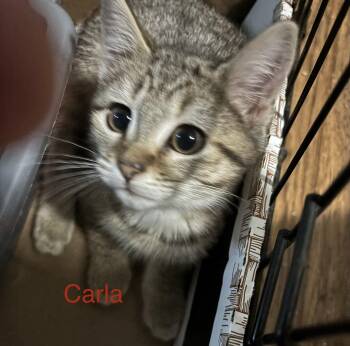 Carla -  Domestic Short Hair Cat for Adoption in Naugatuck, Connecticut - Carla | PetCurious