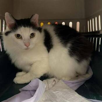 Domestic Long Hair Cats Available for Adoption - Lost Ninja | PetCurious