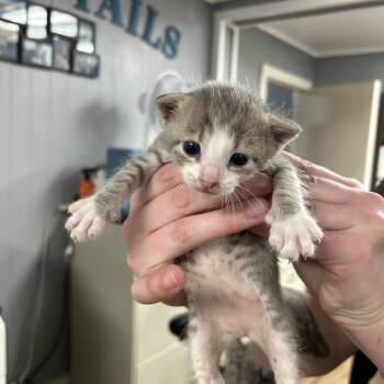 Frankie -  Domestic Short Hair Cat for Adoption in Houston, Texas - Frankie | PetCurious