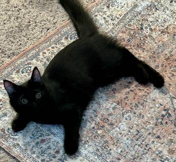 Archie -  Domestic Medium Hair Cat for Adoption in Fayetteville, North Carolina - Archie | PetCurious