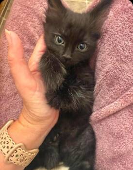 Mulan -  Domestic Medium Hair Cat for Adoption in San Jacinto, California - Mulan | PetCurious